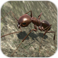 ģĺ棨Ant Simulation  v2.5.5