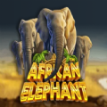 African Elephant slot apk para android  1.0