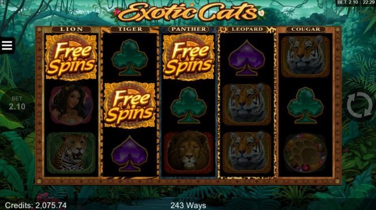 Exotic Cats slot apk para android  1.0 screenshot 1