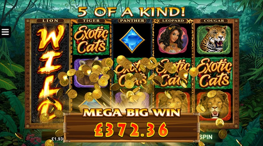 Exotic Cats slot apk para android  1.0 screenshot 3