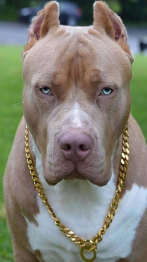 Pitbull Dog Wallpaper 4K Apk Versão mais recente图片2